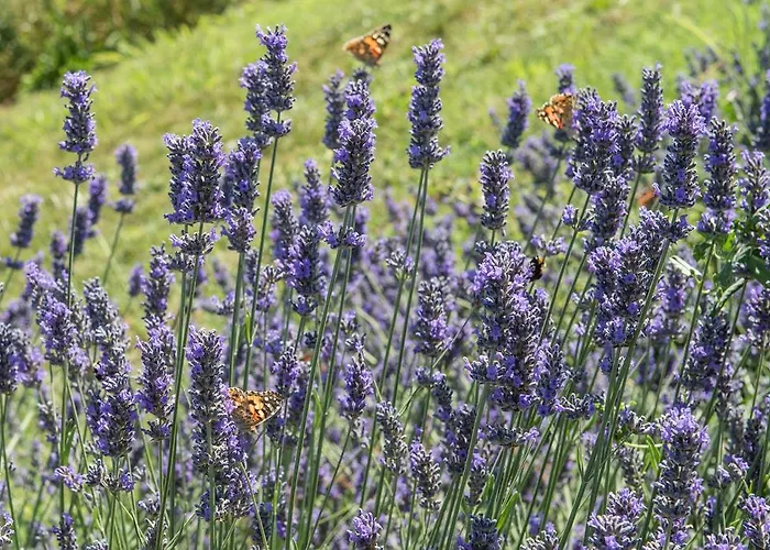 Ca' Vincenzona Lantgård Faenza