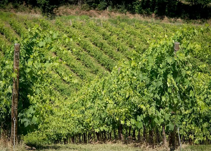 Lantgård Ca' Vincenzona *